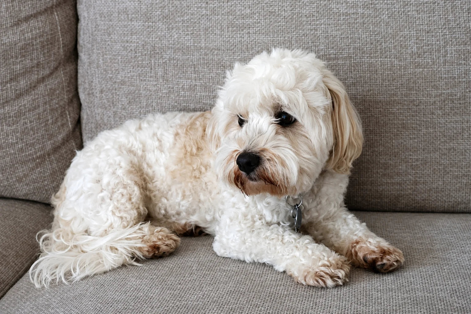 Un chien blanc installé sur le canapé familial